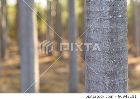 Texture of tree trunks in forest as natural 66948181