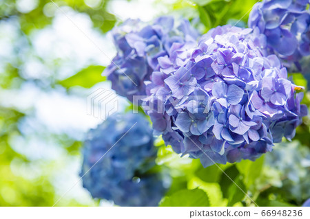 繡球繡球Shifukuji 繡球繡球Shifukuji 66948236