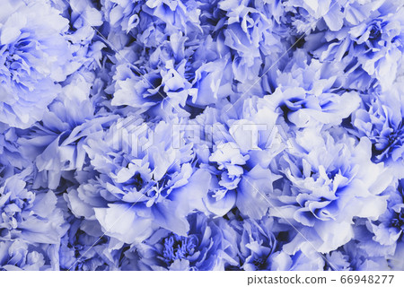 Beautiful fresh fluffy peony flowers in full bloom. 66948277