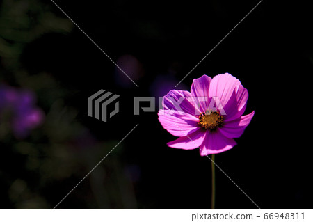 Flowers 66948311