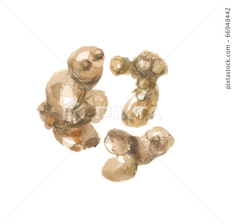 Okera's root juniper white saku Okera's root juniper white saku 66948442