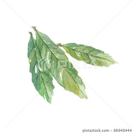 葉子的葉子 66948444