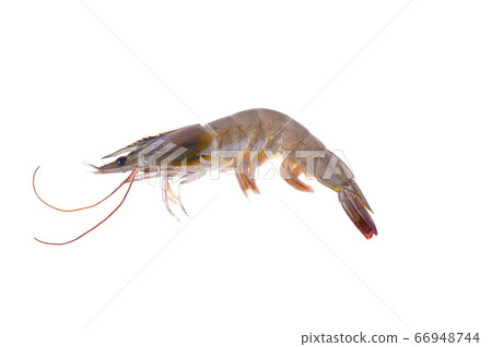 Raw shrimp isolated on white background 66948744