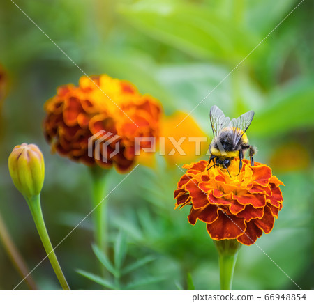 Bee collects flower nectar of marigold Bee collects flower nectar of marigold 66948854