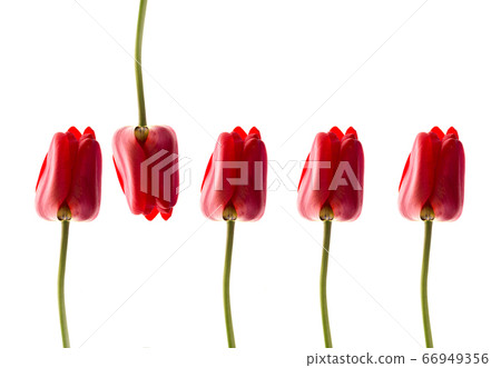 Red tulips isolated on white background. A row of tulips. Red tulips isolated on white background. A row of tulips. 66949356