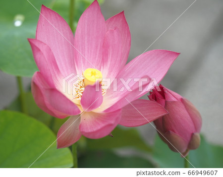 一朵蓮花 66949607