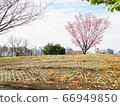 櫻花高地公園 66949850