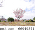 櫻花高地公園 66949851