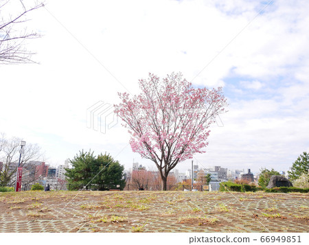 櫻花高地公園 櫻花高地公園 66949851