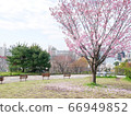 高地公園與櫻花和椅子 66949852