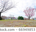櫻花高地公園 66949853