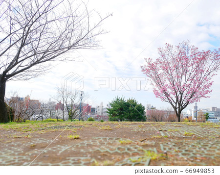 櫻花高地公園 櫻花高地公園 66949853