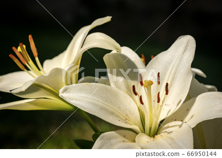 Macro Photography of two white Lily Flowers in a Garden 66950144