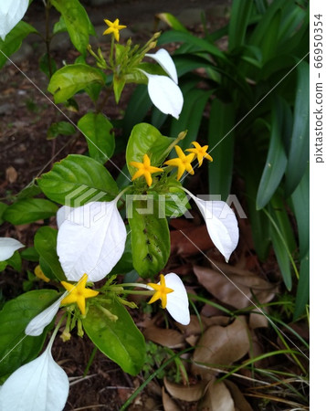 A flower of a concha 66950354