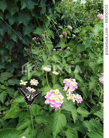 Swallowtail butterfly sucking nectar on the lantana flower 66950355