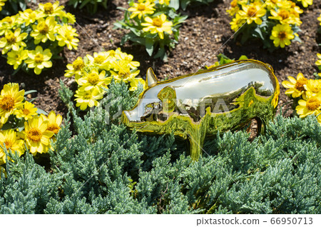 黃色的花的金豬和花壇 黃色的花的金豬和花壇 66950713