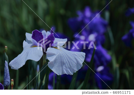 Bloom gracefully as a rose 66951171