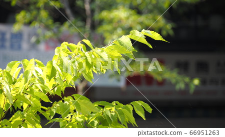 Cheonggyecheon 66951263