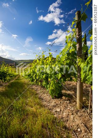 landscape of vineyard and summer landscape of vineyard and summer 66952887