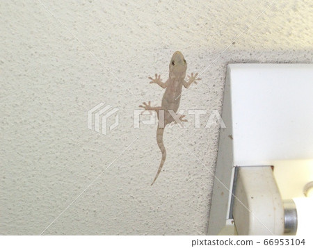 Gecko 02 Gecko sticking to the ceiling of my house 66953104