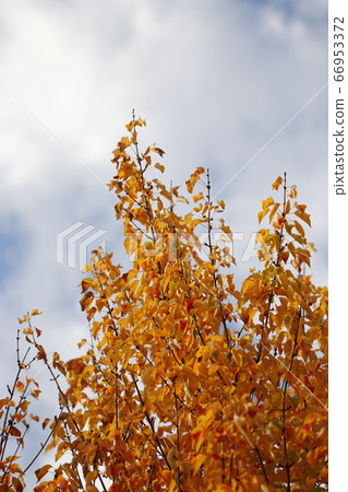 秋天的樹葉風景秋天的樹葉秋天風景秋天的樹木 66953372