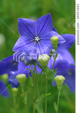 Bellflower Bellflower 66953893