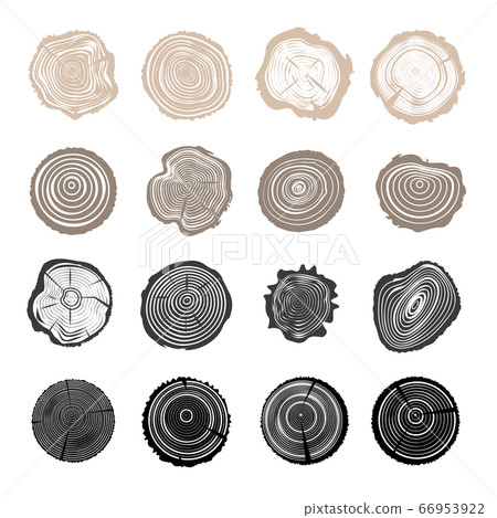 Tree Trunk Cuts or Wood Cross Section Collection Tree Trunk Cuts or Wood Cross Section Collection 66953922