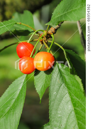 櫻桃採摘佐藤錦 66954362