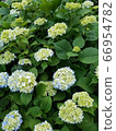 Hydrangea hydrangea 66954782