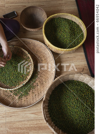 Woman hands over green raw pepper and separates black pepper from red for further drying. Black pepper plants growing on plantation in Asia. Agriculture in tropical countries. Woman hands over green raw pepper and separates black pepper from red for further drying. Black pepper plants growing on plantation in Asia. Agriculture in tropical countries. 66954842