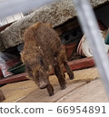 Urifoo wild boar child 66954891