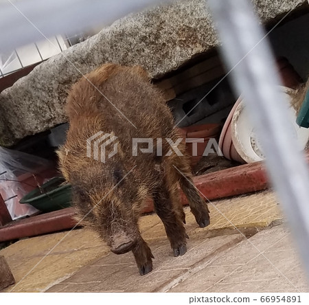 Urifoo wild boar child 66954891