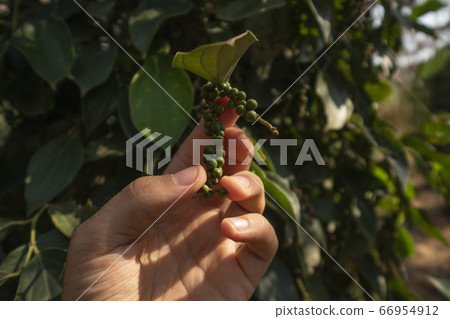 Hand of the farmer holding a raw green pepper which growing on a trees. Black pepper plants growing on plantation in Asia. Ripe green peppers on a trees. Agriculture in tropical countries. 66954912