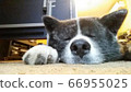 Akita Inu Tiger 66955025