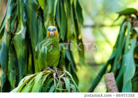 Rainbow Lorikeet parrots in a green park. Bird Rainbow Lorikeet parrots in a green park. Bird 66955388