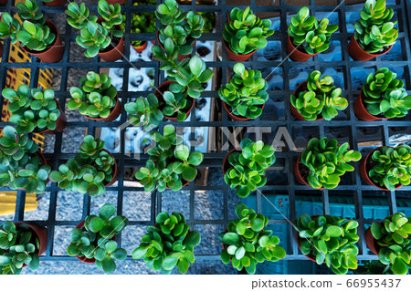 Small decorative flower pots with succulents. View 66955437