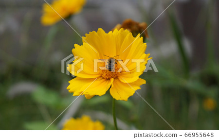 Bee and flowers Bee and flowers 66955648