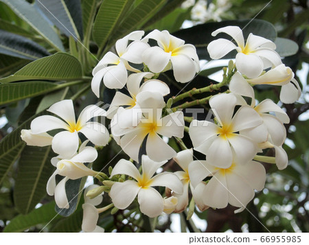 Plumeria (frangipani) flowers on tree, la Reunion Plumeria (frangipani) flowers on tree, la Reunion 66955985
