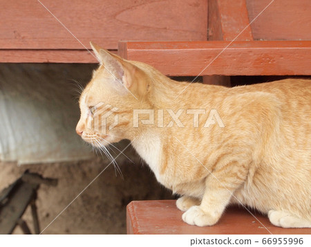 Portrait of brown cat 66955996