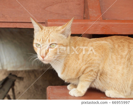 Portrait of brown cat Portrait of brown cat 66955997