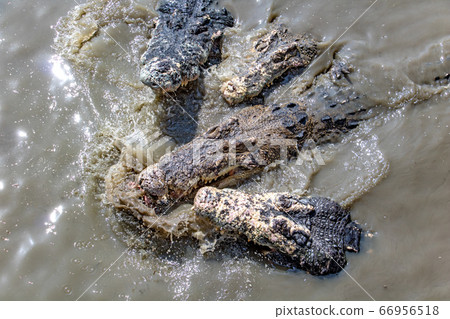 A group of crocodiles in the water fighting about A group of crocodiles in the water fighting about 66956518