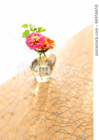 百日草 66956658