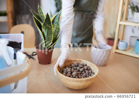 Woman Potting Houseplants Close Up 66956721
