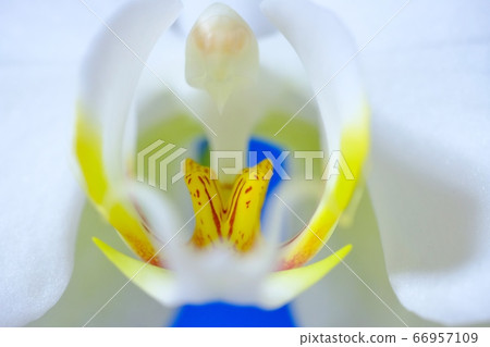 Beautiful and splendid flower Phalaenopsis Beautiful and splendid flower Phalaenopsis 66957109