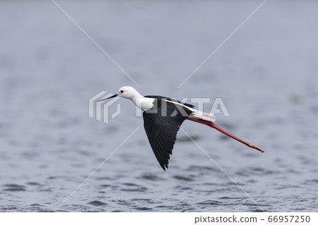 Seitakakashigi航班 Seitakakashigi航班 66957250