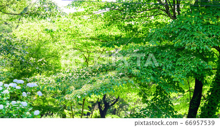 Hydrangea and fresh green scenery Fresh green and early summer season Fresh green scenery with the most beautiful rain Hydrangea and fresh green scenery Fresh green and early summer season Fresh green scenery with the most beautiful rain 66957539