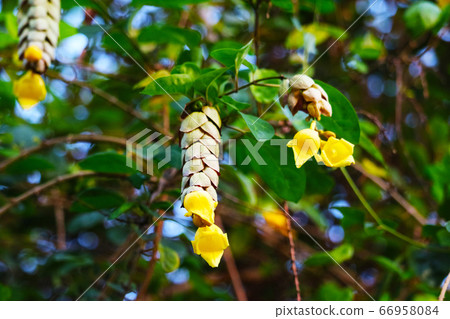 Hedgehog or Wild Sage benefits is The root is used Hedgehog or Wild Sage benefits is The root is used 66958084