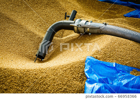Pile of grain seeds and machine tube Pile of grain seeds and machine tube 66958366