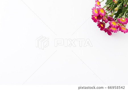 小菊和白色背景 小菊和白色背景 66958542
