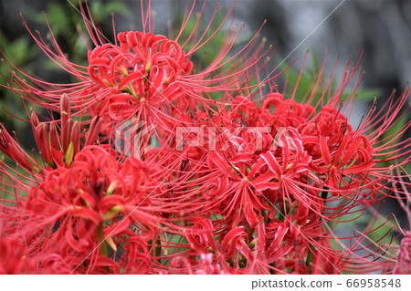 Manjushage pulling red in the morning light 66958548